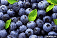 Michigan Blueberries: North Bay Produce Farm Tours & Picking Guide