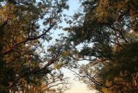 Choosing to Focus on Beauty: How I Shifted My Perspective
