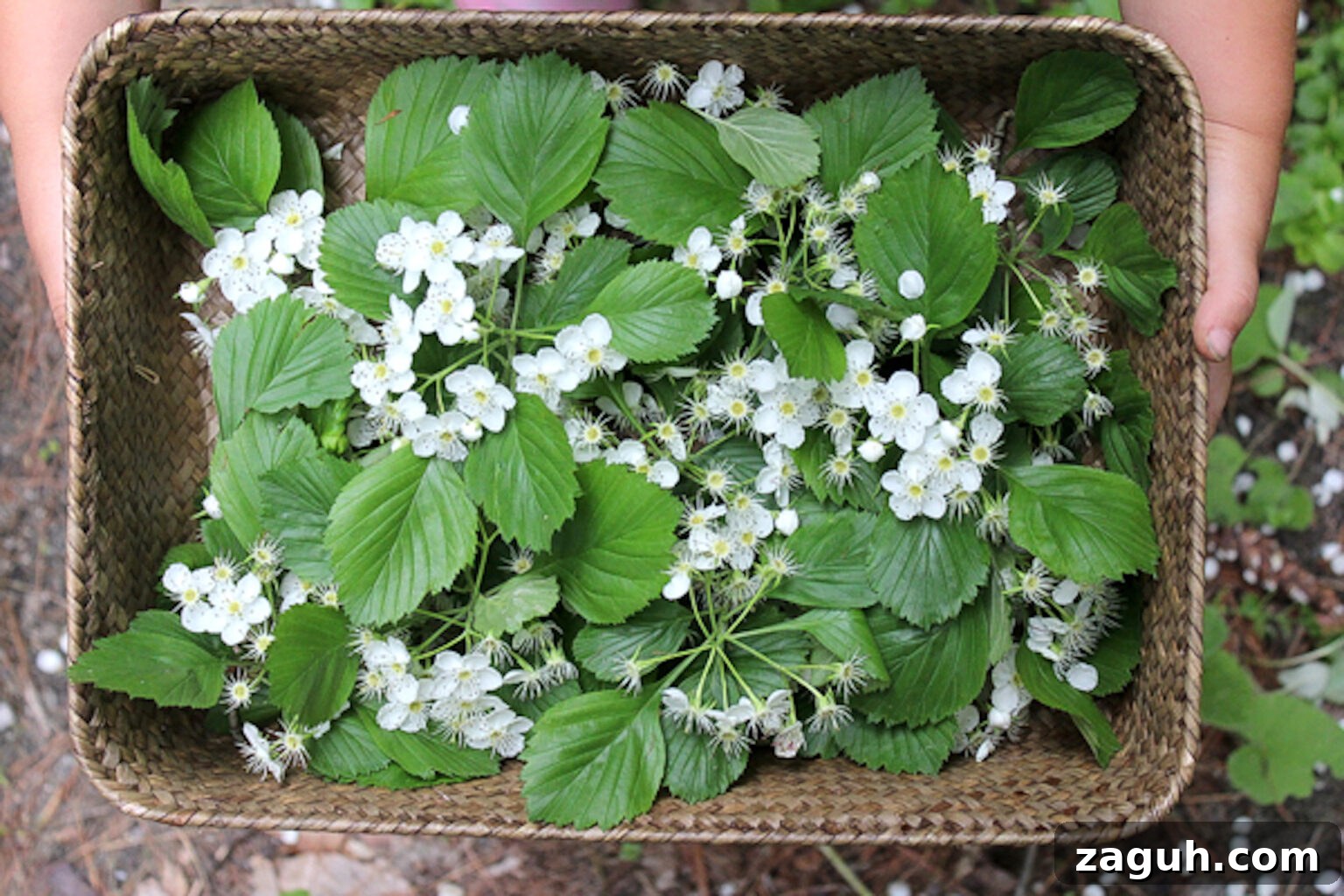 25+ Edible Trees and How to Harvest, Use, and Cook Them 11 Basket of Hawthorn Flowers