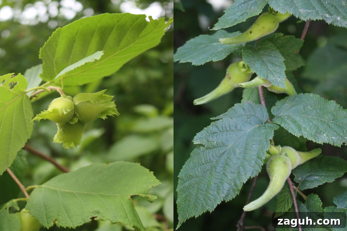 25+ Edible Trees and How to Harvest, Use, and Cook Them 12 Beaked Hazelnut and American Hazelnut