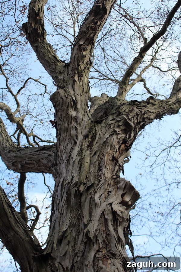 25+ Edible Trees and How to Harvest, Use, and Cook Them 13 Shagbark Hickory Tree