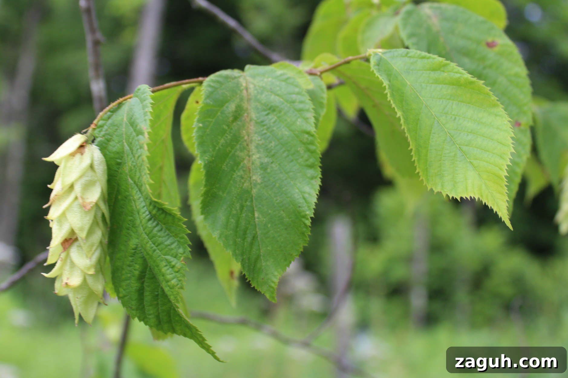 25+ Edible Trees and How to Harvest, Use, and Cook Them 14 Foraging Hop Hornbeam