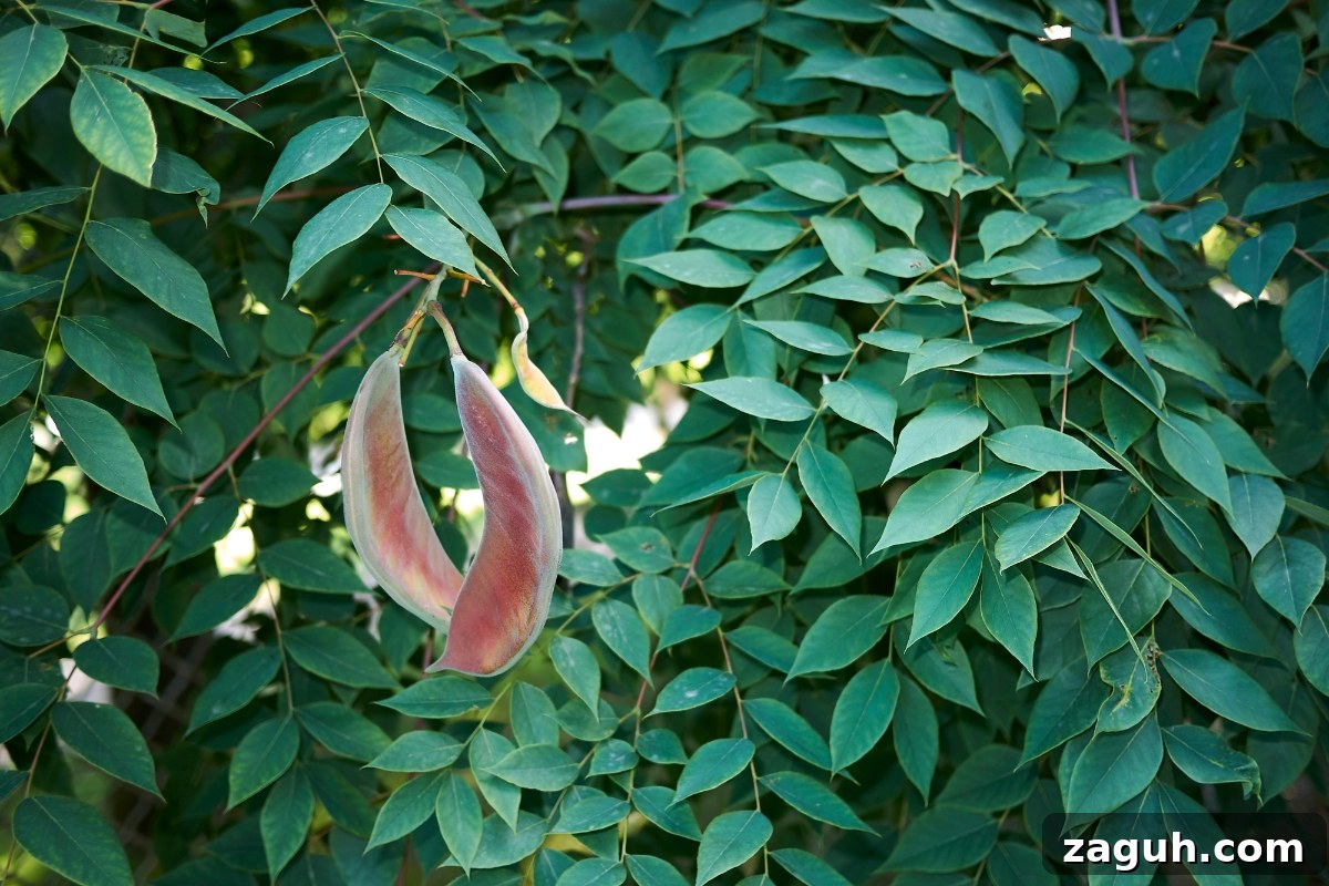 25+ Edible Trees and How to Harvest, Use, and Cook Them 15 Kentucky Coffee Tree (Gymnocladus dioicus)