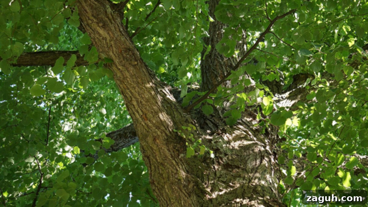 25+ Edible Trees and How to Harvest, Use, and Cook Them 16 Linden Tree Bark