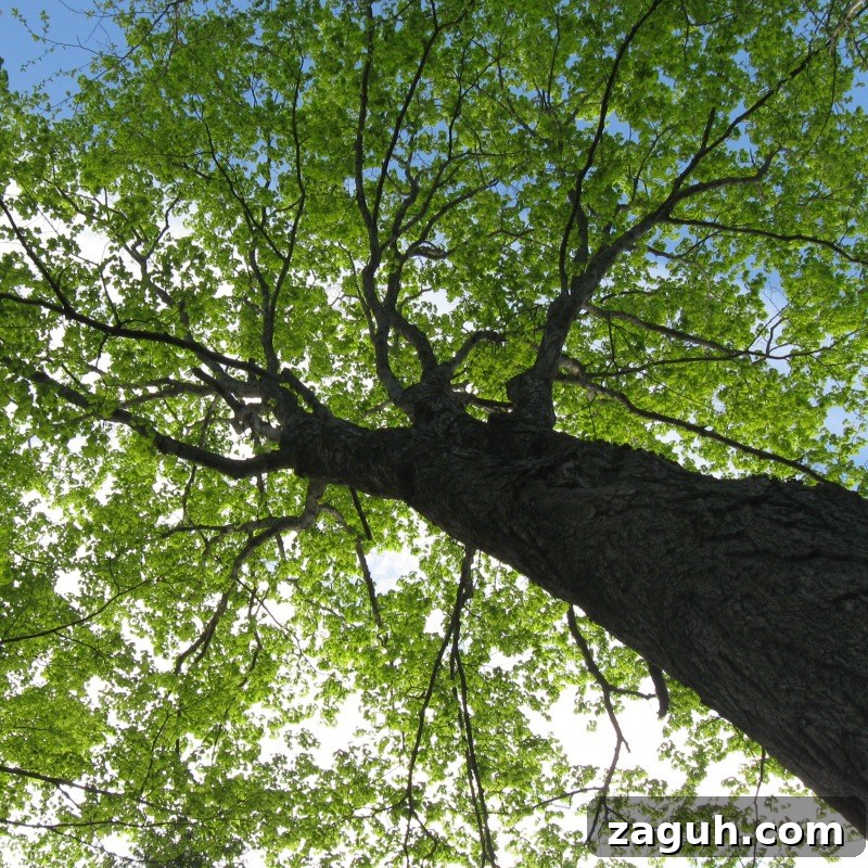 25+ Edible Trees and How to Harvest, Use, and Cook Them 17 Medicinal Trees