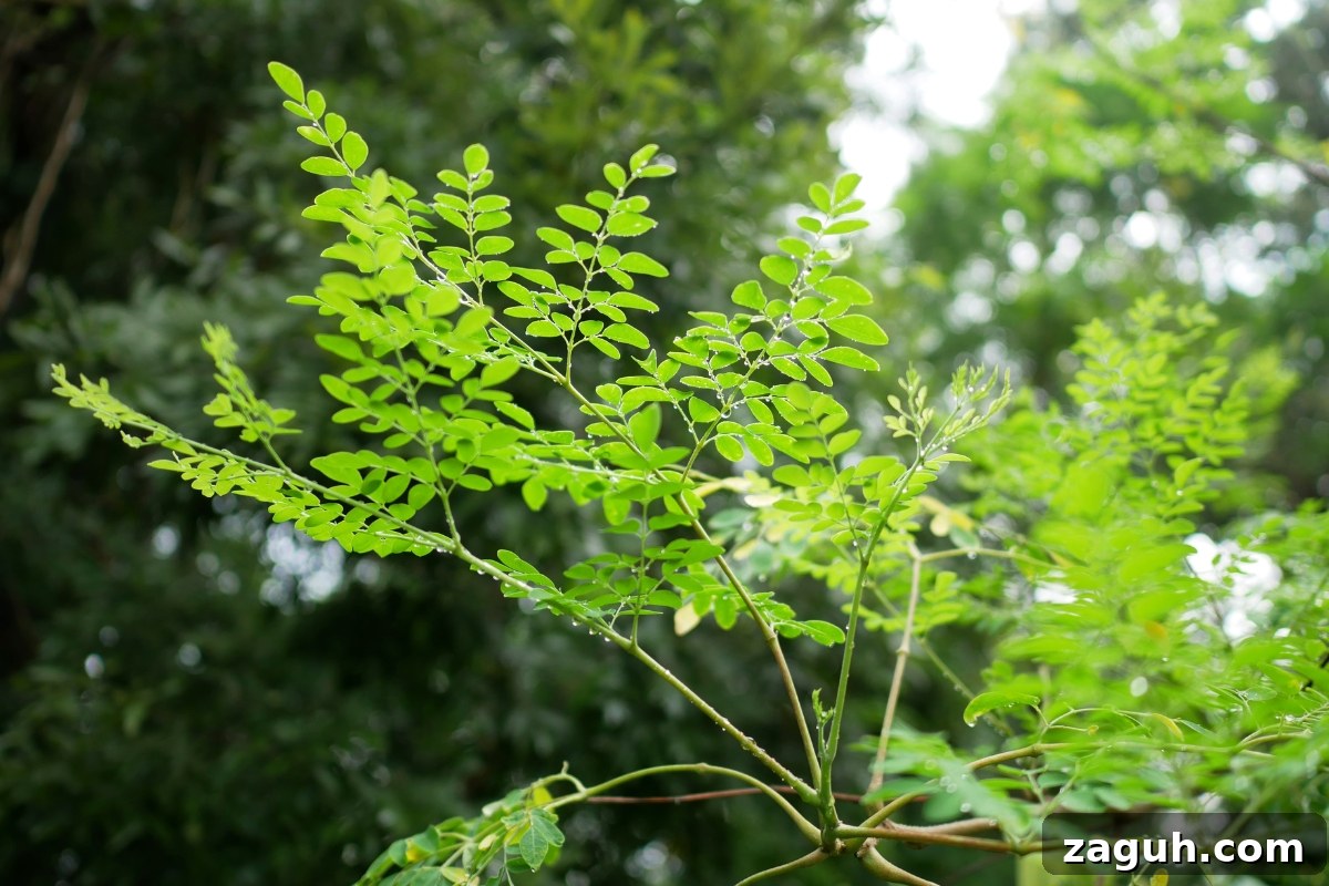 25+ Edible Trees and How to Harvest, Use, and Cook Them 18 Moringa (Moringa oleifera)