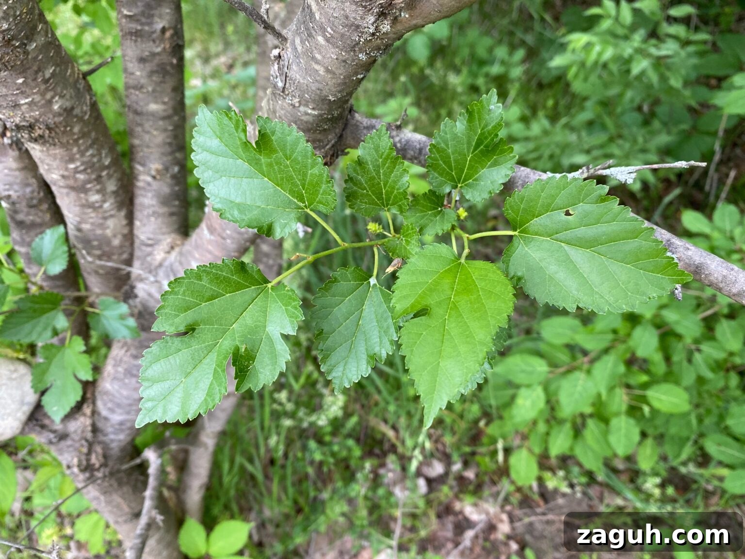 25+ Edible Trees and How to Harvest, Use, and Cook Them 19 Mulberry Leaves
