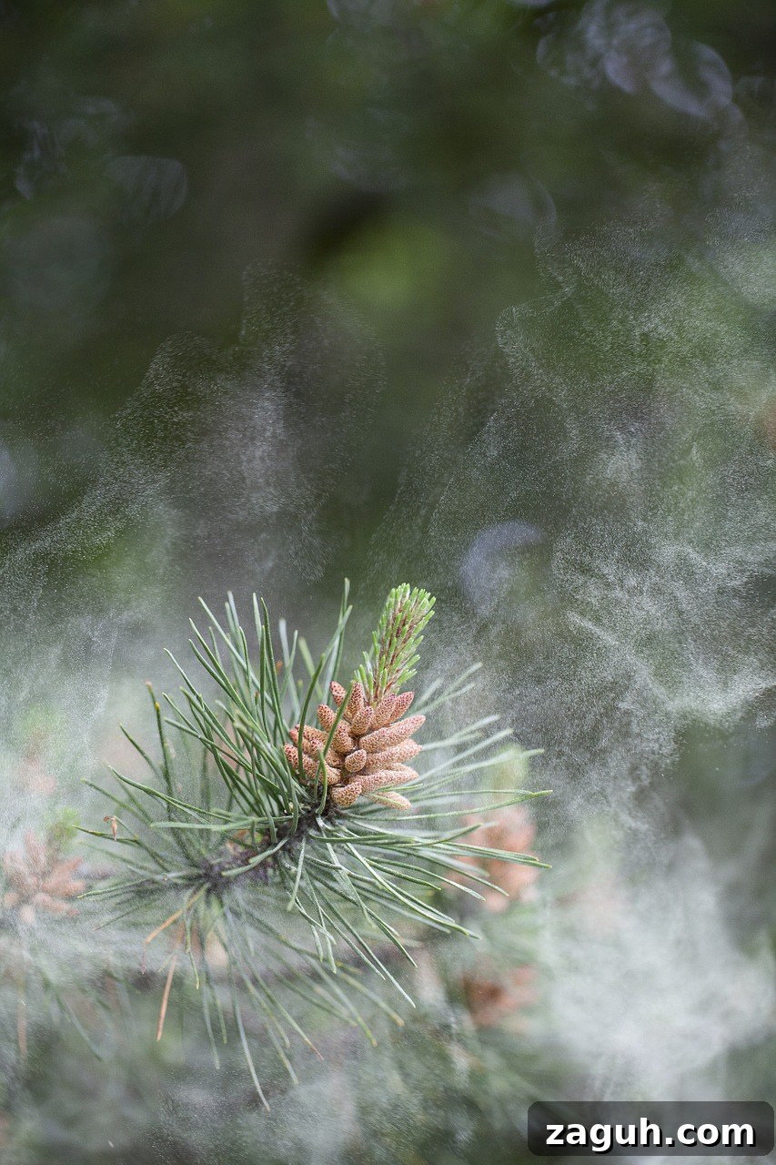 25+ Edible Trees and How to Harvest, Use, and Cook Them 20 Pine Pollen