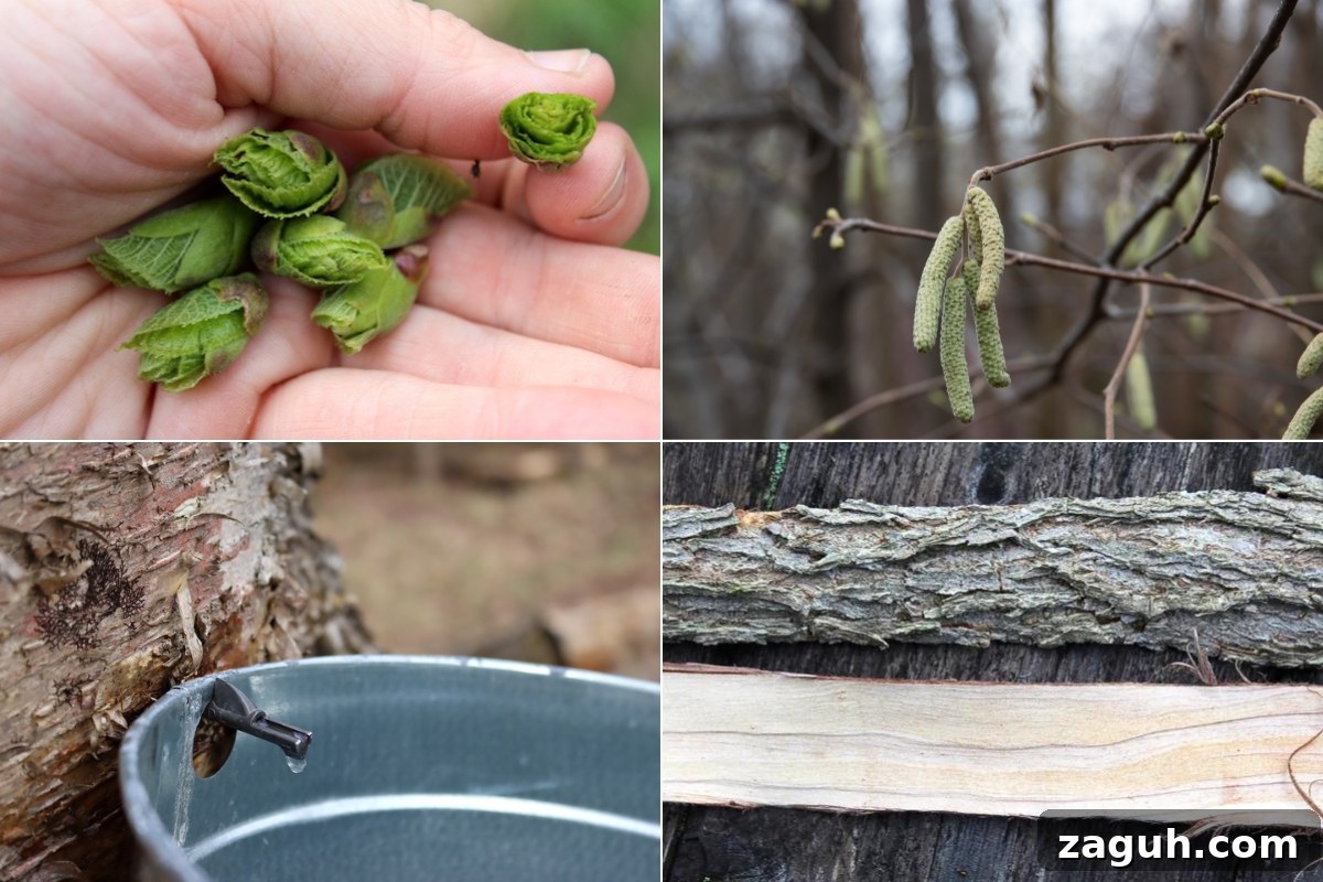 25+ Edible Trees and How to Harvest, Use, and Cook Them 3 Edible Tree Parts