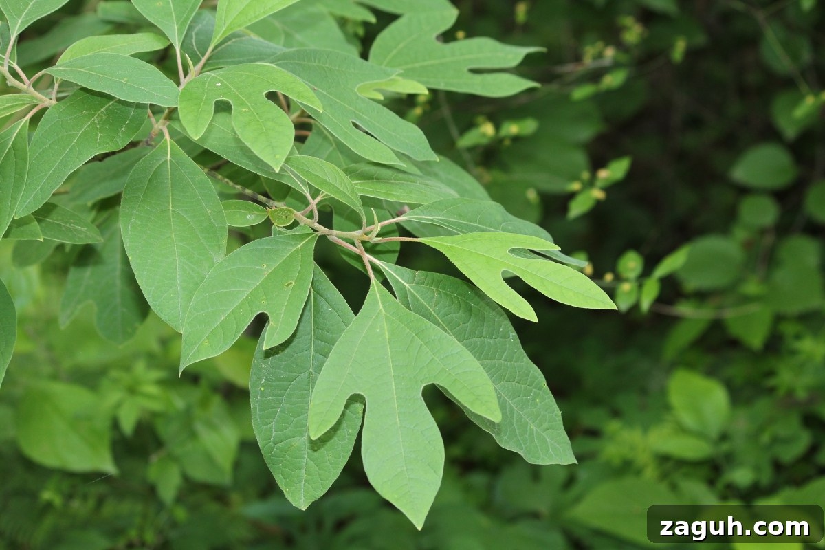 25+ Edible Trees and How to Harvest, Use, and Cook Them 21 Sassafras (Sassafras albidum)
