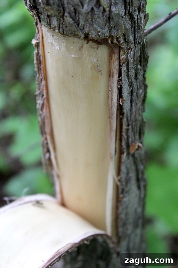 25+ Edible Trees and How to Harvest, Use, and Cook Them 22 Harvesting Slippery Elm Bark