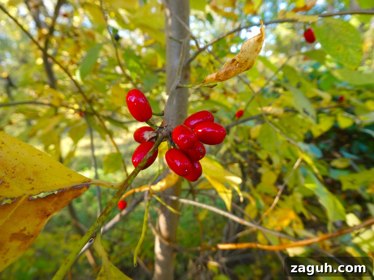 25+ Edible Trees and How to Harvest, Use, and Cook Them 23 Spicebush Fruit
