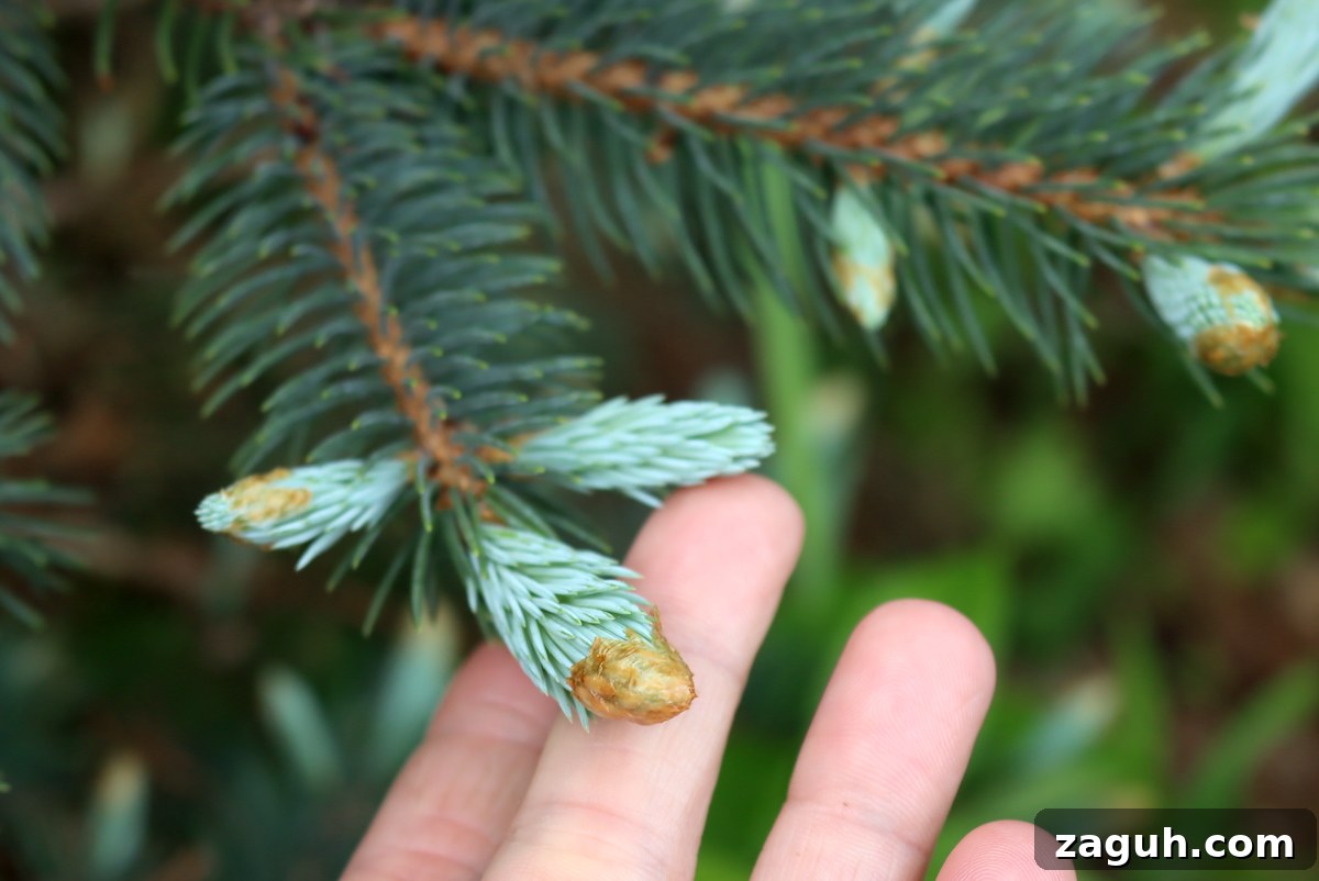 25+ Edible Trees and How to Harvest, Use, and Cook Them 24 Spruce tip