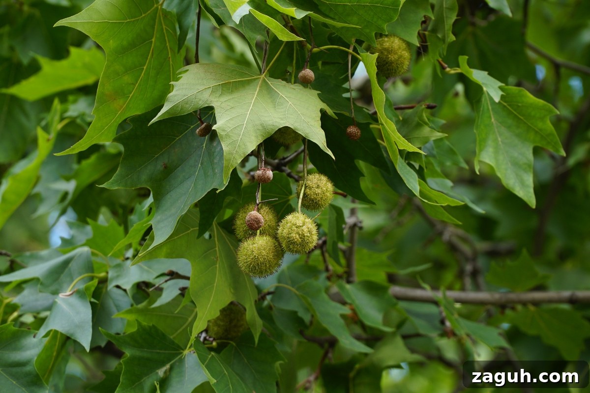 25+ Edible Trees and How to Harvest, Use, and Cook Them 25 Sycamores (Platanus occidentalis)