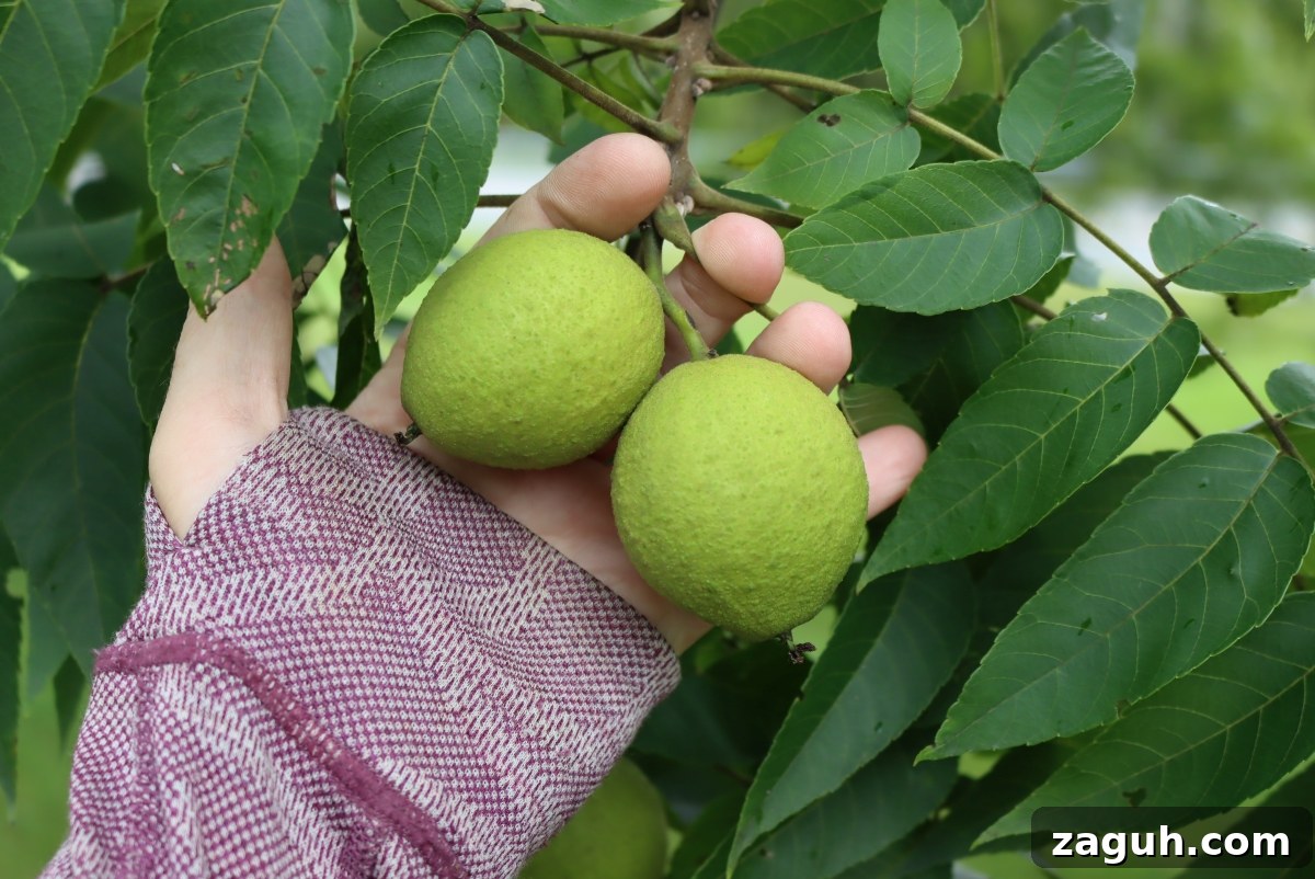 25+ Edible Trees and How to Harvest, Use, and Cook Them 26 img 26582 25