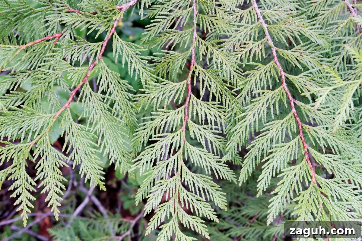 25+ Edible Trees and How to Harvest, Use, and Cook Them 27 Western Red Cedar (Thuja plicata)