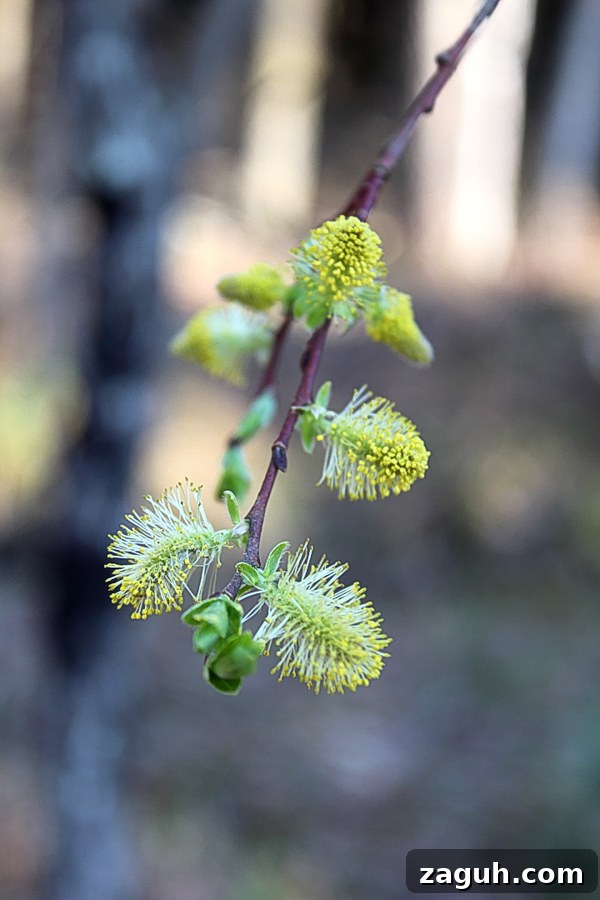 25+ Edible Trees and How to Harvest, Use, and Cook Them 28 Identifying willow by willow catkins
