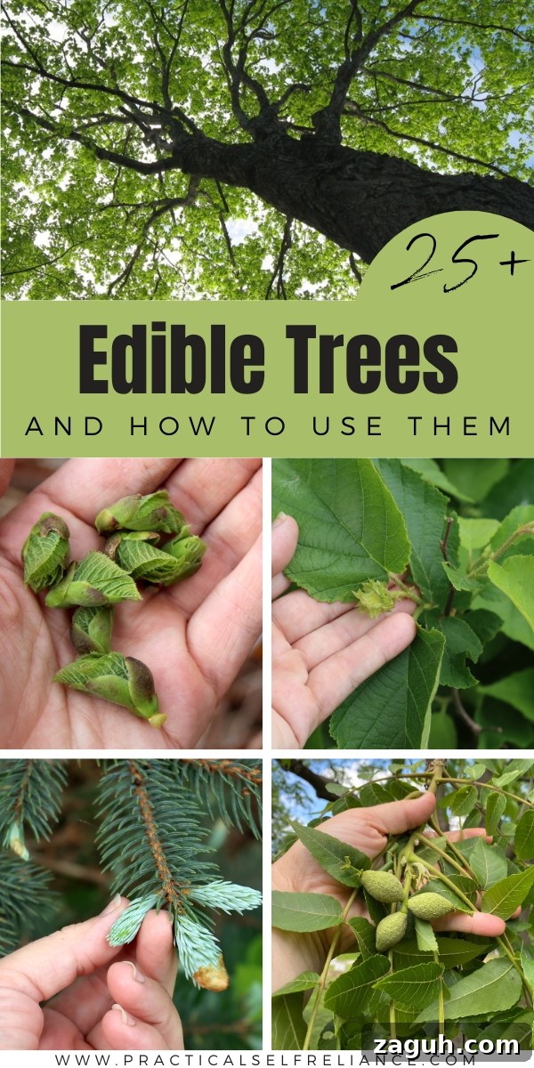 25+ Edible Trees and How to Harvest, Use, and Cook Them 29 List of Edible Trees