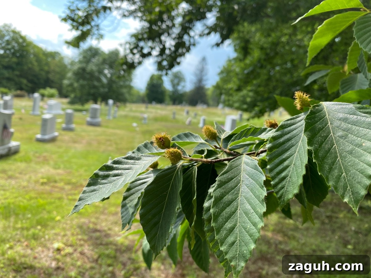 25+ Edible Trees and How to Harvest, Use, and Cook Them 4 Beechnuts in a graveyard