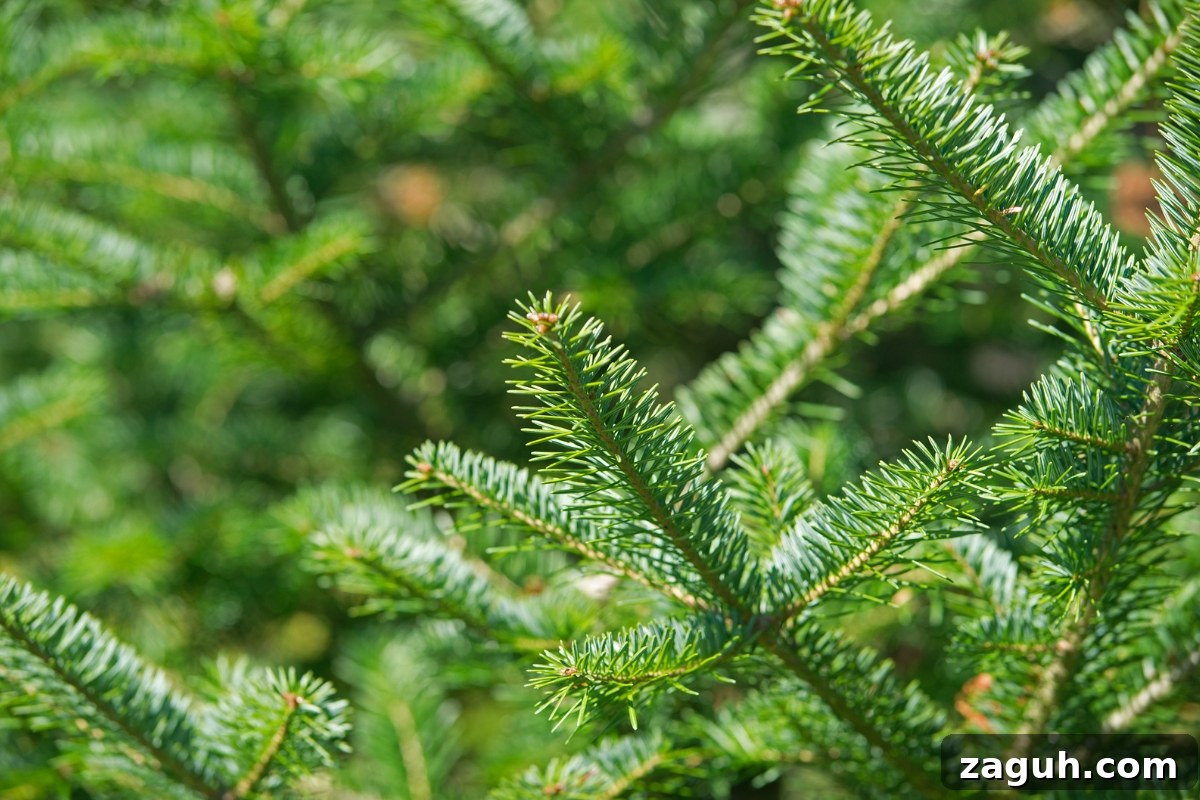 25+ Edible Trees and How to Harvest, Use, and Cook Them 5 Balsam Fir (Abies balsamea)