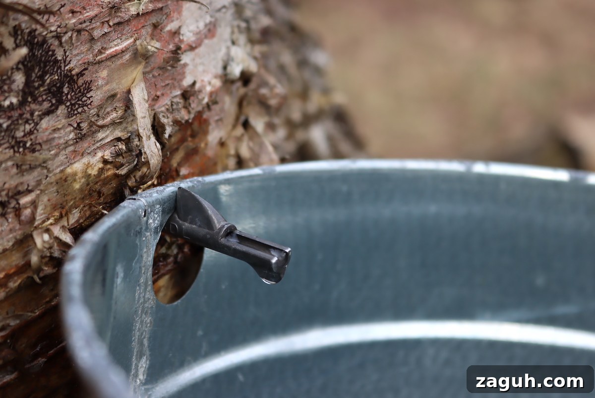 25+ Edible Trees and How to Harvest, Use, and Cook Them 6 Tapping Birch for sap