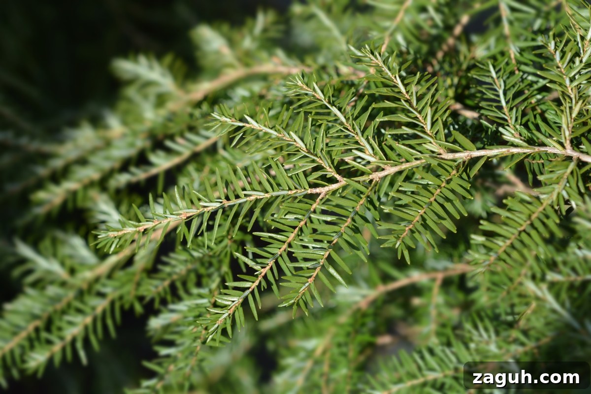 25+ Edible Trees and How to Harvest, Use, and Cook Them 7 Eastern Hemlock (Tsuga canadensis)