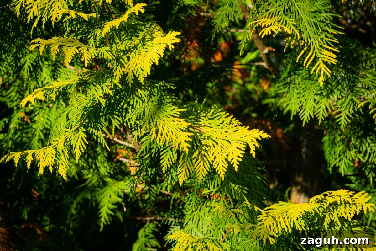 25+ Edible Trees and How to Harvest, Use, and Cook Them 8 Eastern White Cedar (Thuja occidentalis)