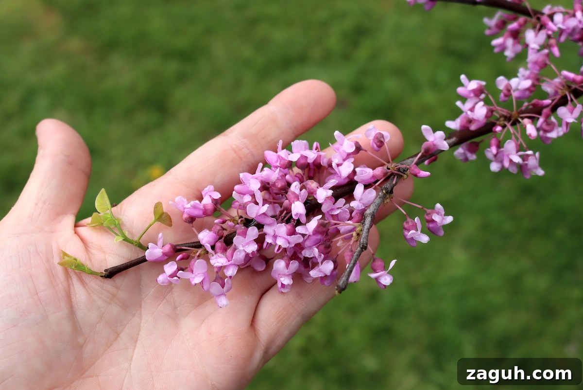 25+ Edible Trees and How to Harvest, Use, and Cook Them 9 Redbud Flowers