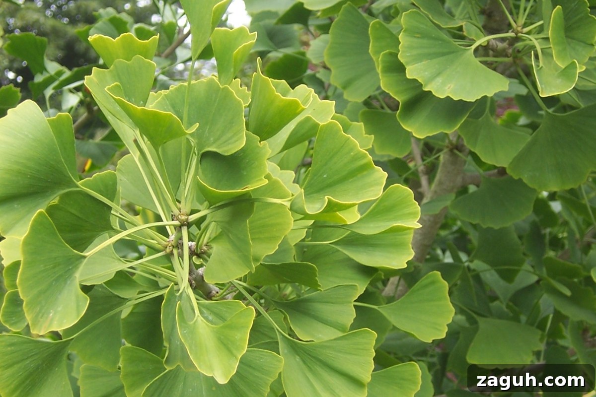 25+ Edible Trees and How to Harvest, Use, and Cook Them 10 Gingko (Gingko biloba)