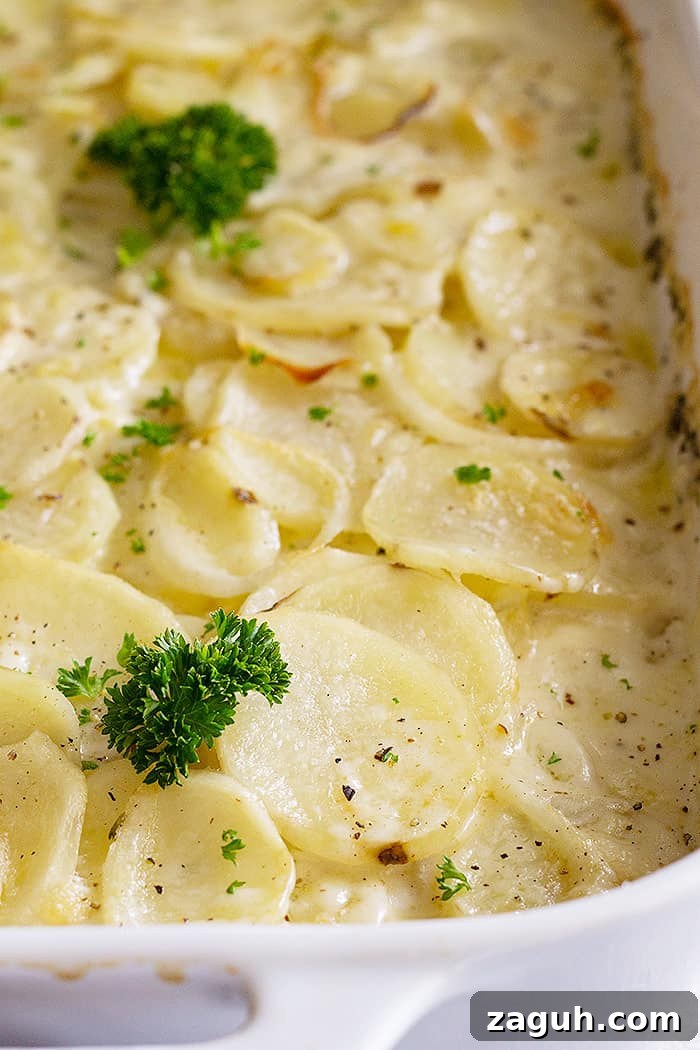Creamy Baked Scalloped Potatoes with Garlic and Thyme 3 Close up of scalloped potatoes garnished with fresh parsley and black pepper.