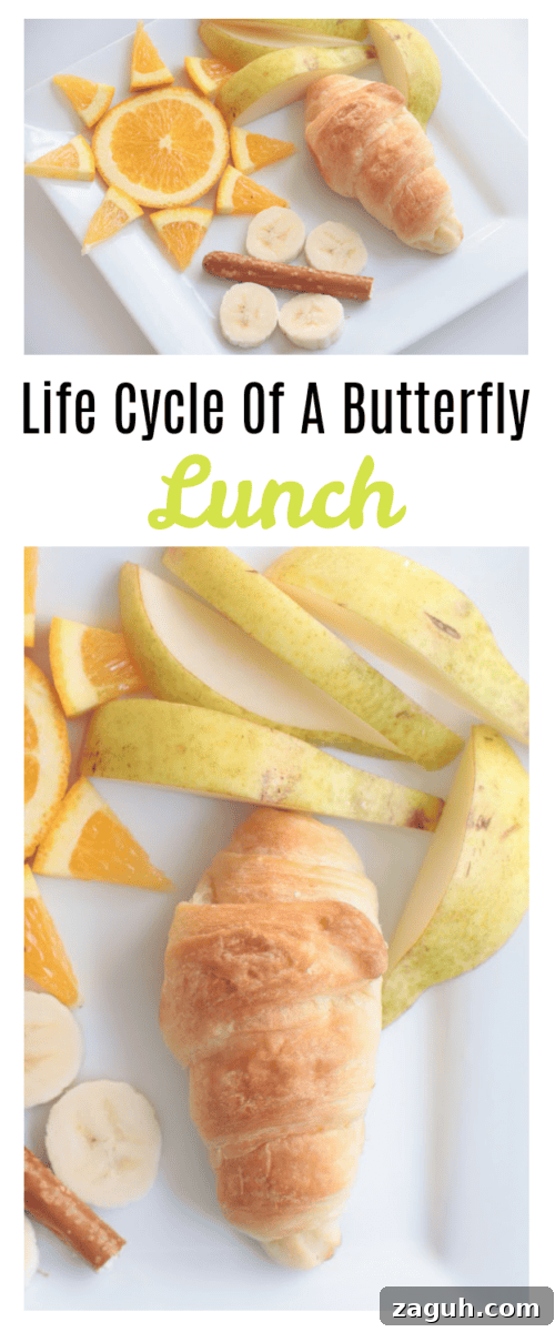 Butterfly Life Cycle Lunch Activity for Preschoolers (Video) 2 life cycle of a butterfly lunch croissant on plate