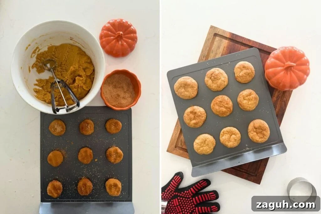 Sourdough Pumpkin Snickerdoodles: Spiced Autumn Cookies Recipe 7 Two photos to show scooping cookie dough onto baking sheet and fresh baked sourdough pumpkin snickerdoodle cookies cooling on baking sheet.