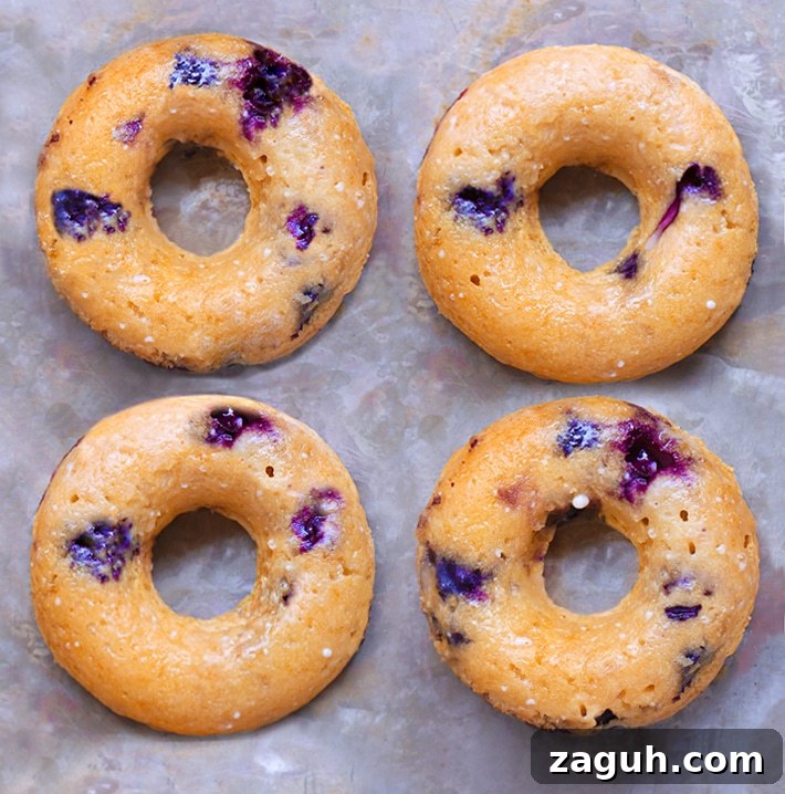 Vegan Blueberry Doughnut Recipe Vegan Blueberry Doughnut Recipe