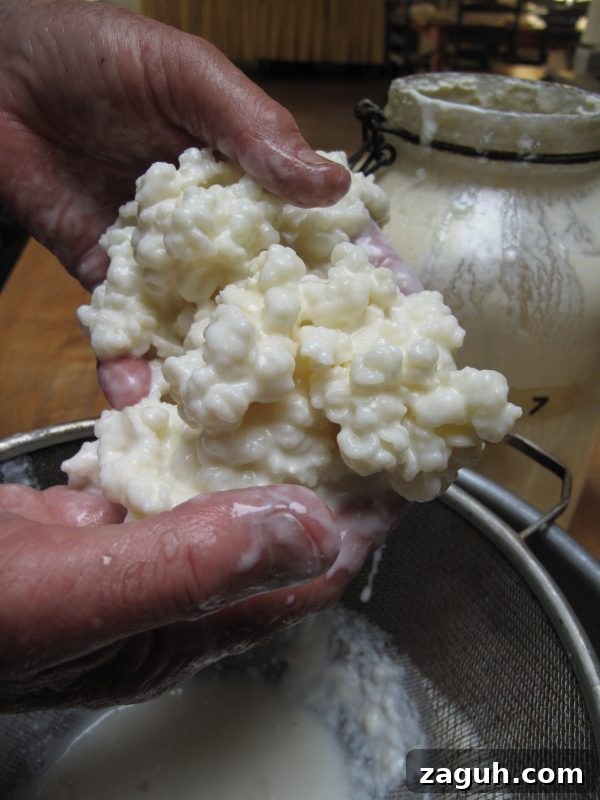 Fermented Foods with Sandor Ellix Katz, Liz's Healthy Table #podcast