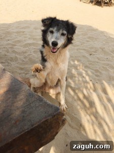 Patnem Beach Goa: A Tranquil Guide to Sun, Surf & Local Charm 11 Patnem Beach