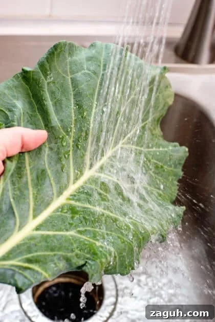 Authentic Southern Collard Greens Recipe That Melts in Your Mouth 5 Rinsing collard greens in the sink with water.