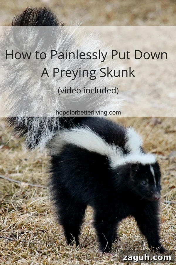 A skunk in the henhouse is no joke, especially when you have baby birds around! Here's how you can deal with a preying skunk.